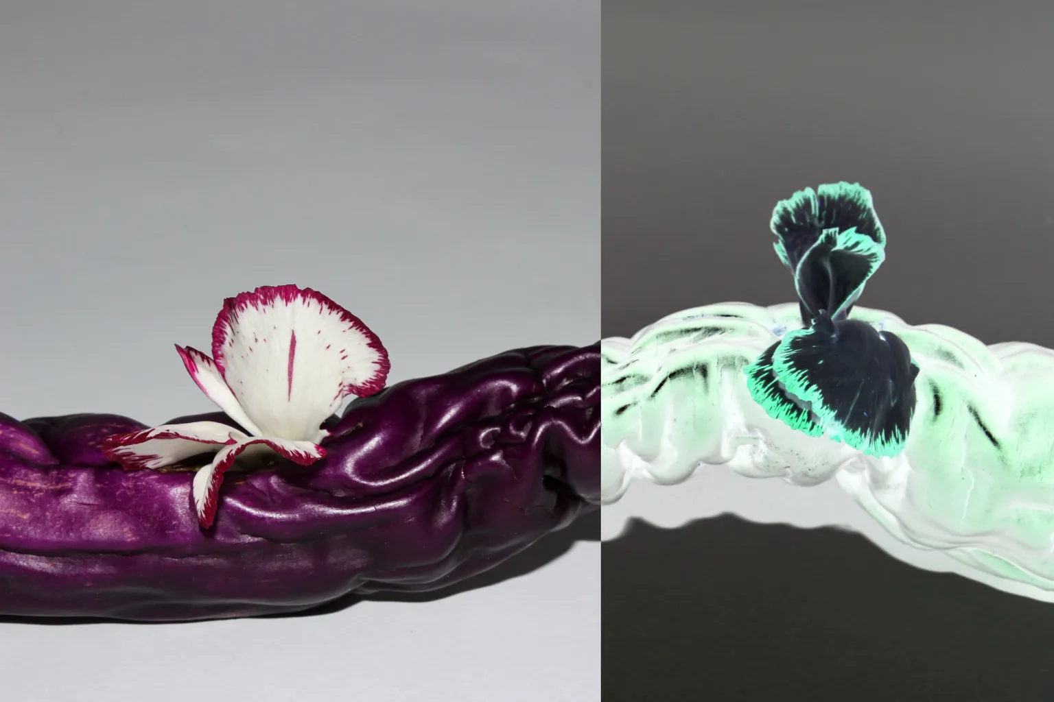 Stilllifearchive Fotografie einer halb getrockneten Aubergine mit Nelkenblüten, wobei eine Hälfte einen Ausschluss-Blendmodus-Effekt aufweist.